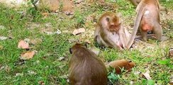 (Tổng hợp)Phần 18.Những chú khỉ con không được khỉ mẹ & ₫ồng loại yêu thương.Poor little monkeys