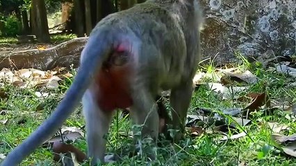 P3- Baby monkey Vikki