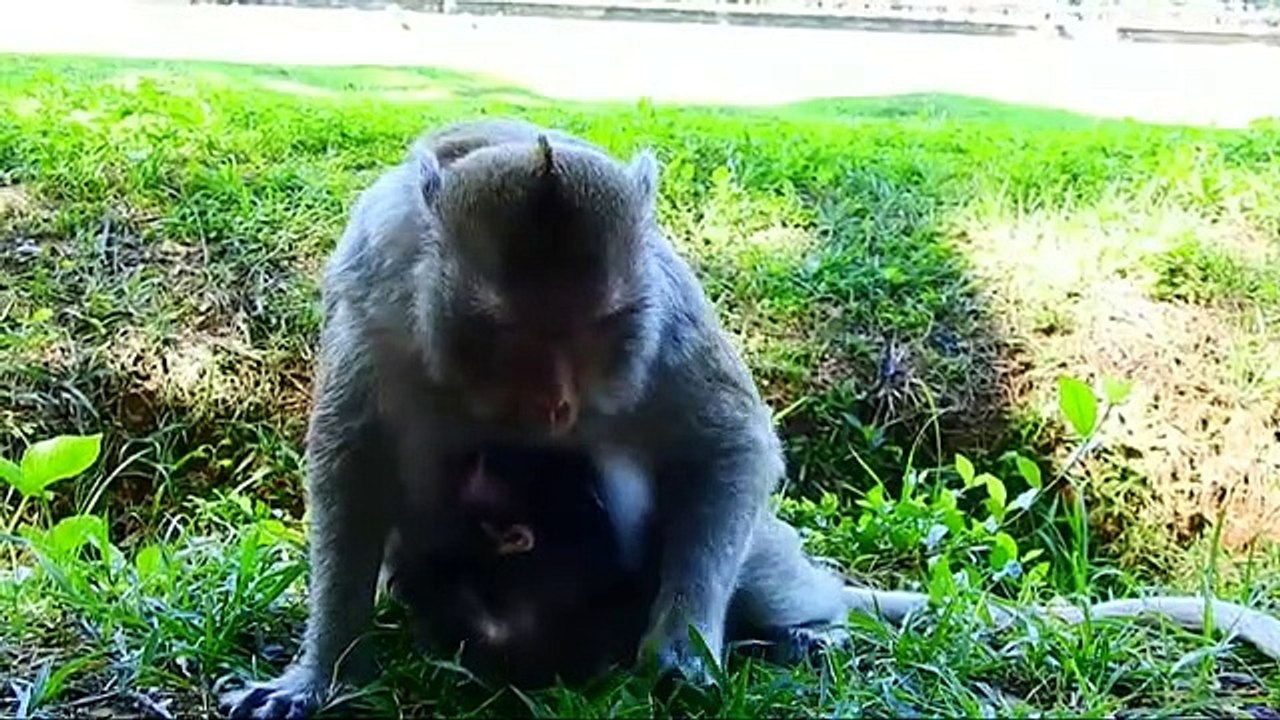P2-Summary of the animation of the young Lizza monkey in the fight to survive with the herds