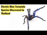 Electric Blue Tarantula Species Discovered in Thailand