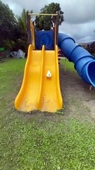 Les canards profitent d'un après-midi au terrain de jeu