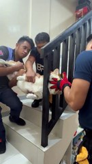 Sauver un corgi avec la tête coincée dans les escaliers