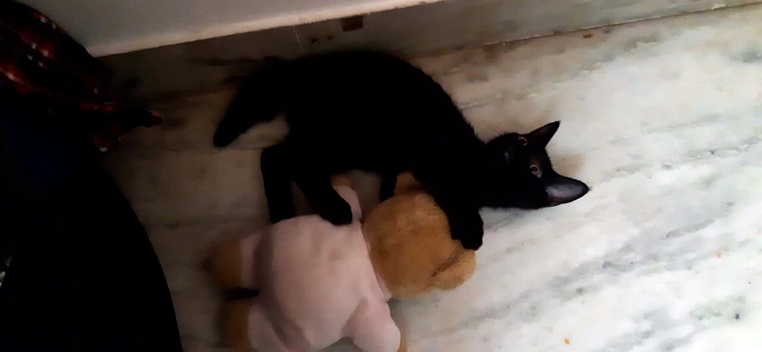 Kitty Cat  Playing with  Teddy