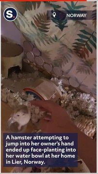 Adorable Hamster Face-Plants Into Water Bowl