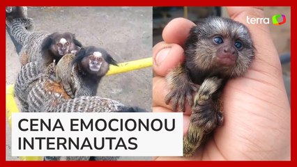 Homem viraliza ao encontrar filhote de macaco e devolver para os pais