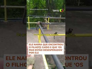 Homem viraliza ao encontrar filhote de macaco e devolver para os pais