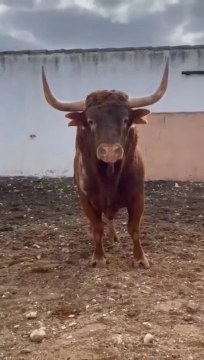 Sin pitones que está el pavo