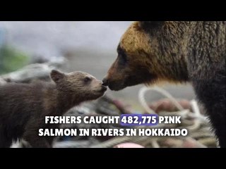 Brown bear cubs in Japan die of starvation amid salmon shortage