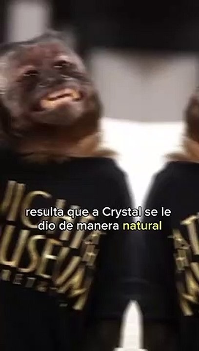 Crystal, el animal más famoso de Hollywood