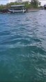 Turistas captan tiburones en las playas de Utila