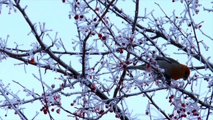 The Timeless Chronicles