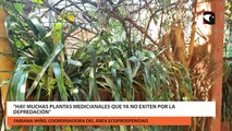 Sanar con la naturaleza terapias con plantas, sus usos y beneficios