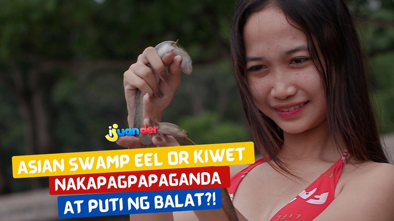 Asian swamp eel or kiwet, nakapagpapaganda at puti ng balat?! | I Juander