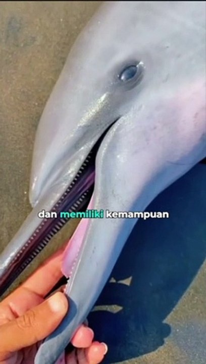 Keajaiban Gurita: Mengungkap Rahasia Hewan Cerdas Ini