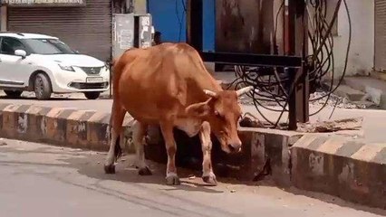 ग्वालियर: सड़कों पर दुर्घटनाओं को आमंत्रण दे रहे आवारा पशु, खामियाजा उठा रहे लोग