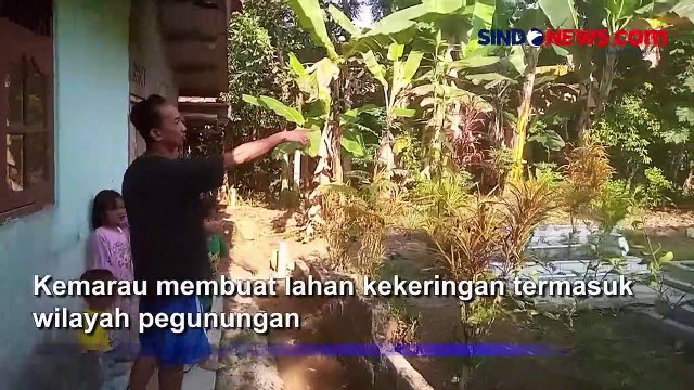 Musim Kemarau, Kawanan Monyet Turun Gunung Karena Kelaparan