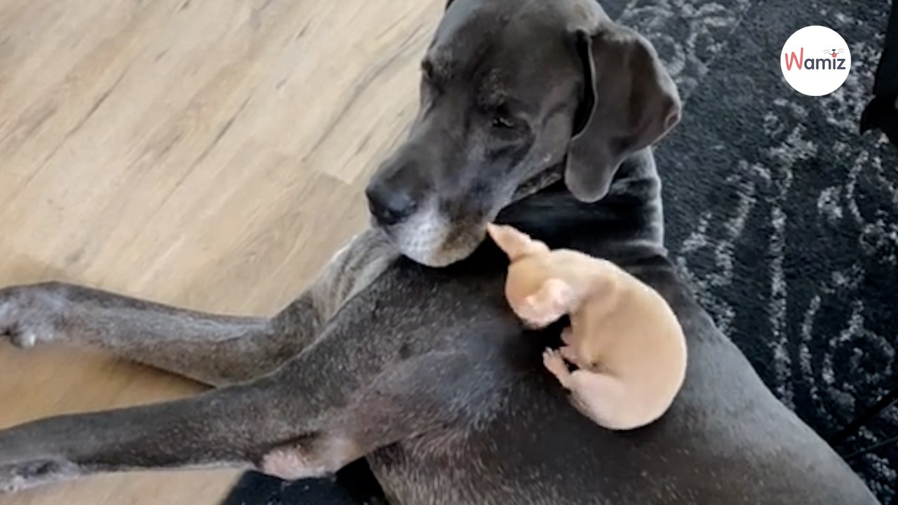 Le Chihuahua grimpe sur l’immense Dogue allemand : 2,6M de personnes regardent la vidéo