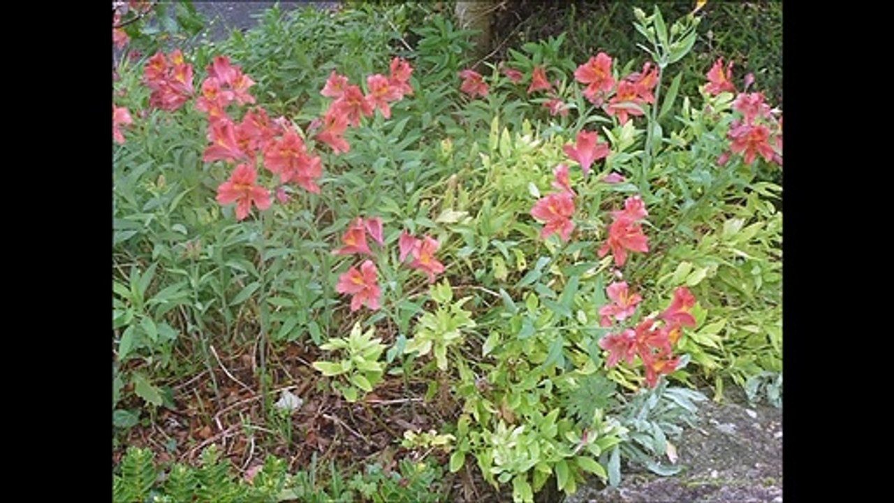 Fleurs