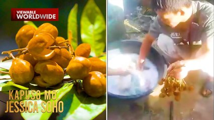 Bunga ng isang puno, puwede raw sabong panlaba?! | Kapuso Mo, Jessica Soho