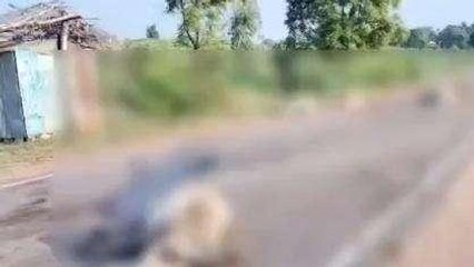 पन्ना: बेलगाम ट्रक ने आधा दर्जन गोवंश को कुचला, 4 गायों की मौत