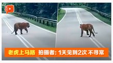 马路惊见虎出没 拍摄者：1天见2次