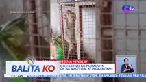 Video ng aso at sawa na magkasama sa isang kulungan, umani ng negatibong reaksyon online | BK