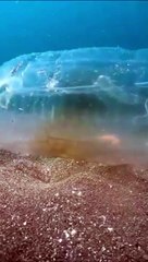 Organic Bags 100% Biodegradable #shorts #viral #shortsvideo #video #innovationhub