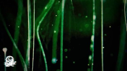 CUANDO LOS RIOS HABLAN (Historias De Terror)