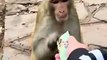 Un singe très intelligent n'aime pas la saleté