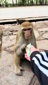 Un singe très intelligent n'aime pas la saleté