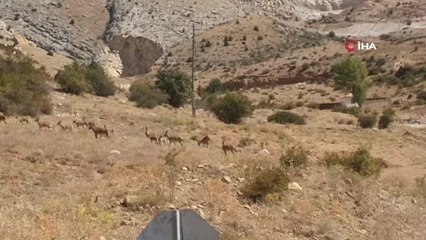 Yaban keçileri Gümüşhane'nin doğal güzelliğine renk kattı