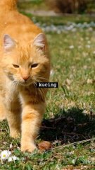 unique facts about cats