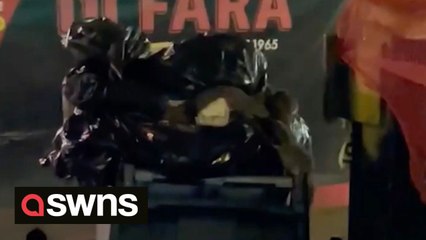 Dozens of RATS emerge from bin on New York City pavement