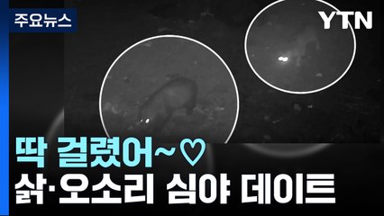 삵과 오소리의 심야 데이트...무인 카메라 포착된 야생동물들 / YTN