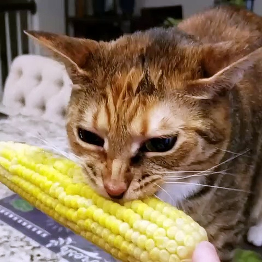 ⁣Animal Funny moments | cat dogs funny moments