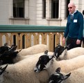 Brian walking the sheep across Southward bridge