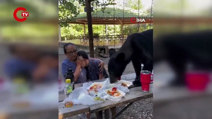 Piknikçiler masalarına dadanan ayı nedeniyle dona kaldı