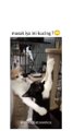 Masa iya ini kucing...???