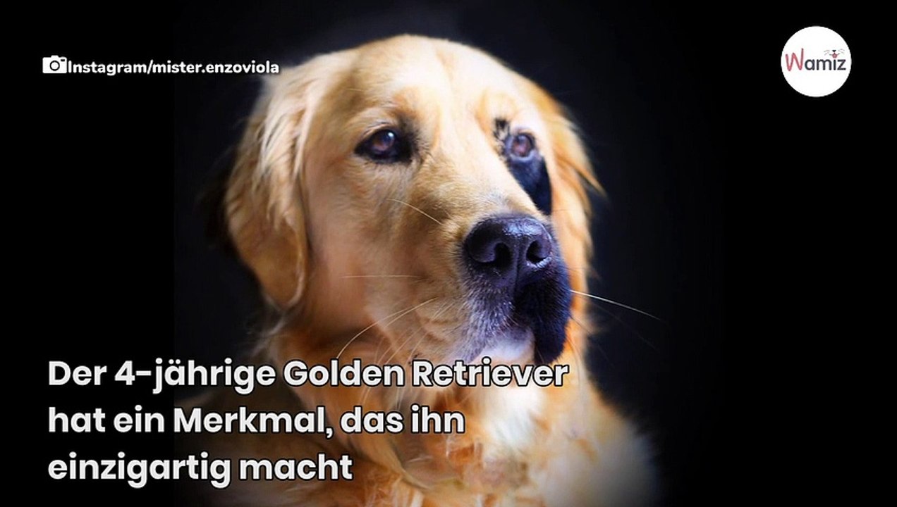 Golden Retriever Enzo hat das außergewöhnlichste Hundegesicht der Welt720
