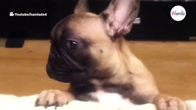 Französische Bulldogge flippt total aus als sie nicht aufs Sofa darf Video720
