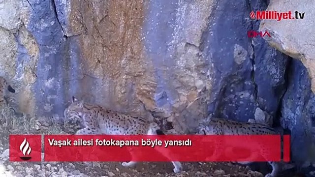 Vaşak ailesi fotokapanda! Böyle görüntülendiler