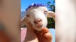 Adorable footage shows baby goats chilling on a farm