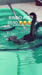 Cat Has Poolside Hammock