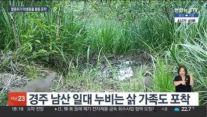 삵·하늘다람쥐·팔색조…우리땅 멸종위기 야생동물