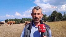 Difficultés dans l'élevage bovin à Artvin Ardanuç