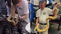 Moment mechanics pull 8-foot-long boa constrictor snake from car engine in Myrtle Beach