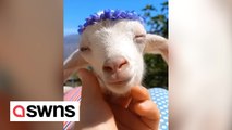 Adorable video of herd of baby goats relaxing on a farm
