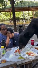 Oso se come la comida de una familia en un parque de México