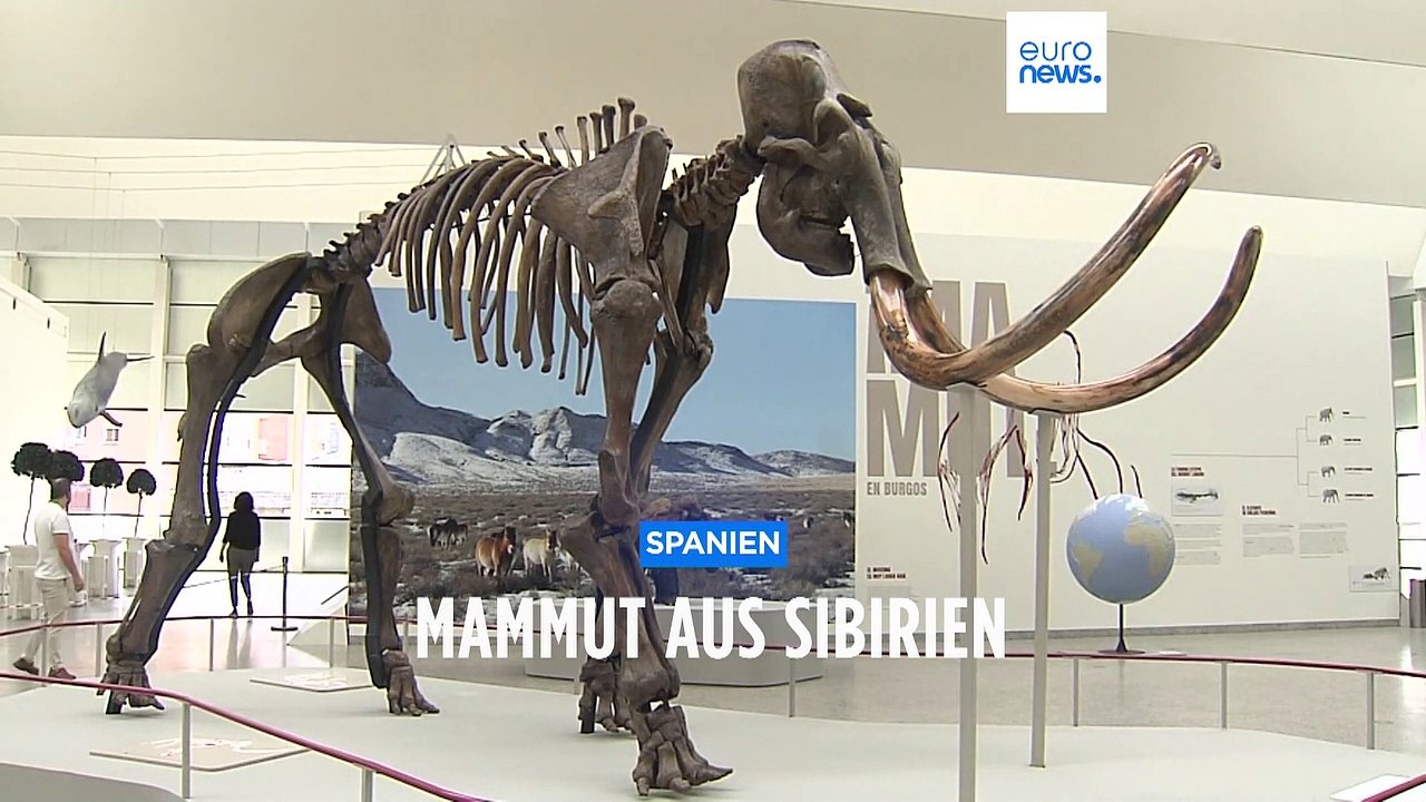 40.000 Jahre altes sibirisches Mammut in Spanien