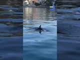 Des dauphins s'aventurent au bord de Saint-Jean-Cap-Ferrat